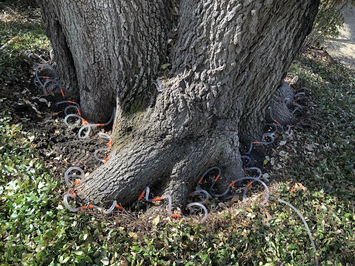 Detailed Tree Cabling and Bracing job site in Inwood