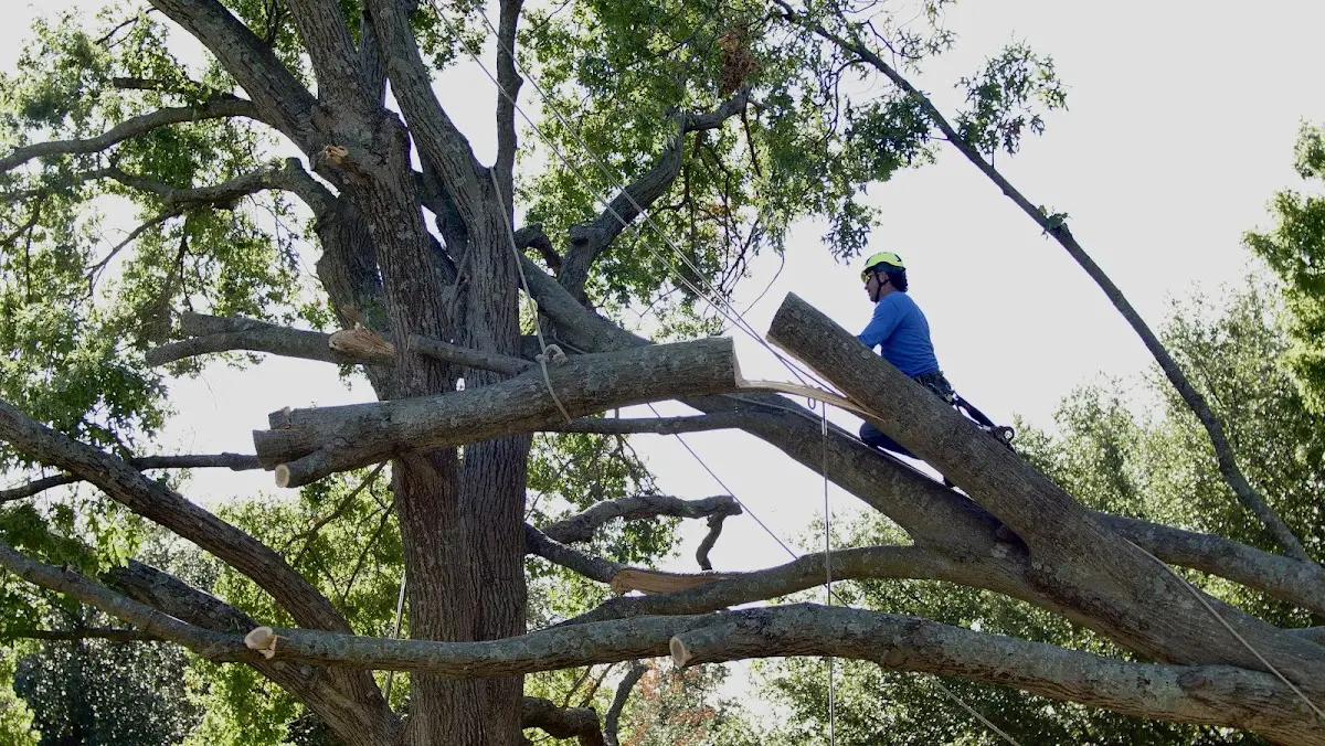 Professional Crown Thinning performed by certified arborists in Inwood