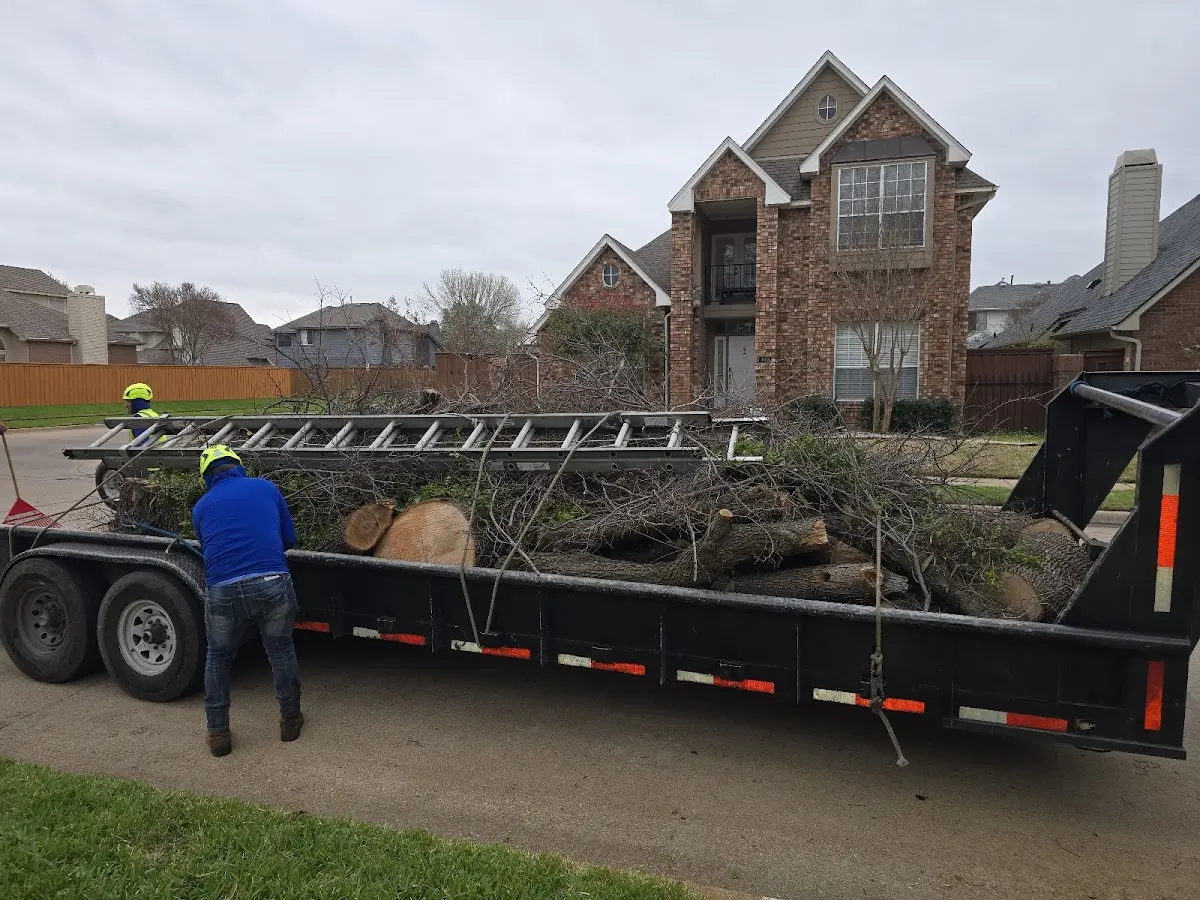 Expert Tree Removal with proper safety equipment in Inwood